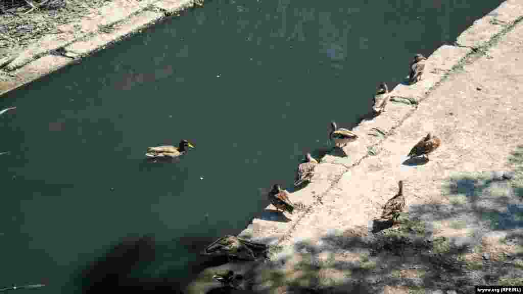 Річка Байбуга завдовжки 10 кілометрів &ndash; головна водна артерія 68-тисячної Феодосії