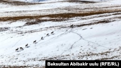 Тоодогу кийиктер. Кыргызстан. 