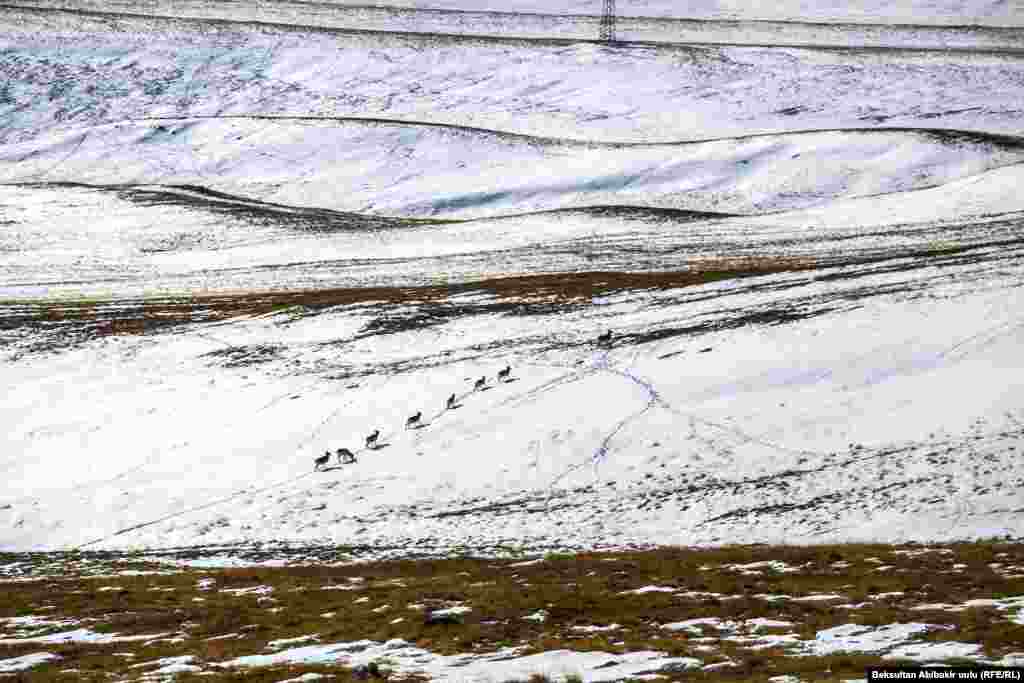 Кайберендер. Ак-Шыйрак.&nbsp;