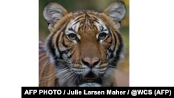 Nyu-York hayvonot bog‘idagi 4 yoshli Malayziya yo‘lbarsi Nadi.