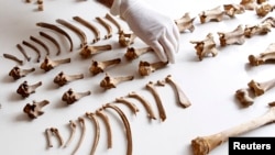 So‘nggi 10 yil ichida o‘nlab qadimiy jonzotlar qoldiqlari topildi.