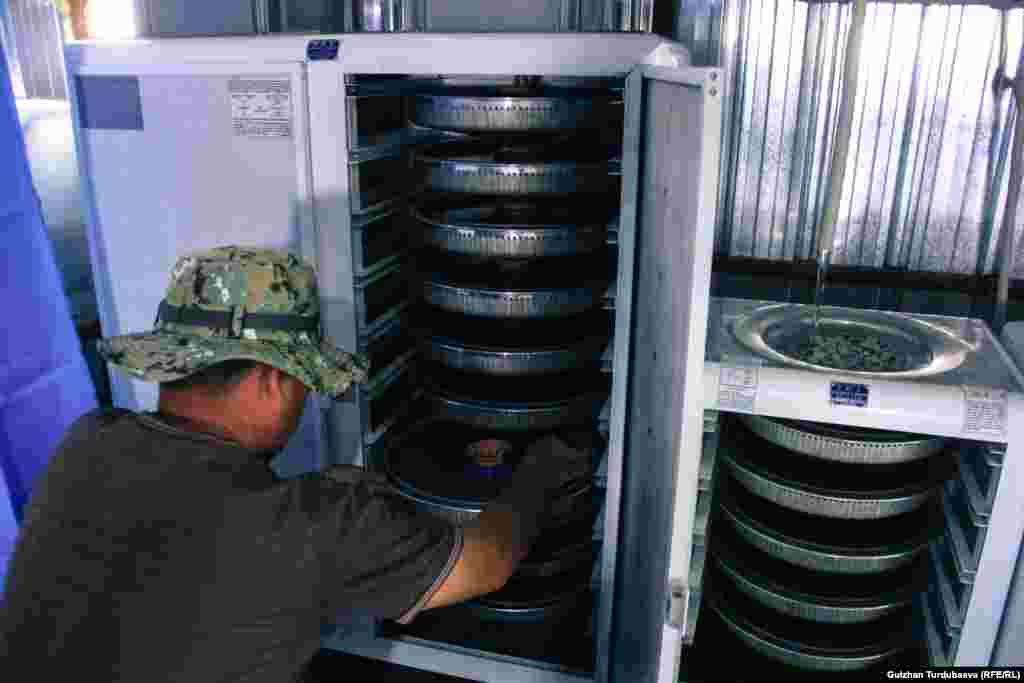 Икра поставляется из Турции. В этом своеобразном инкубаторе за две недели из икринок вылупляются мальки.&nbsp; &nbsp;