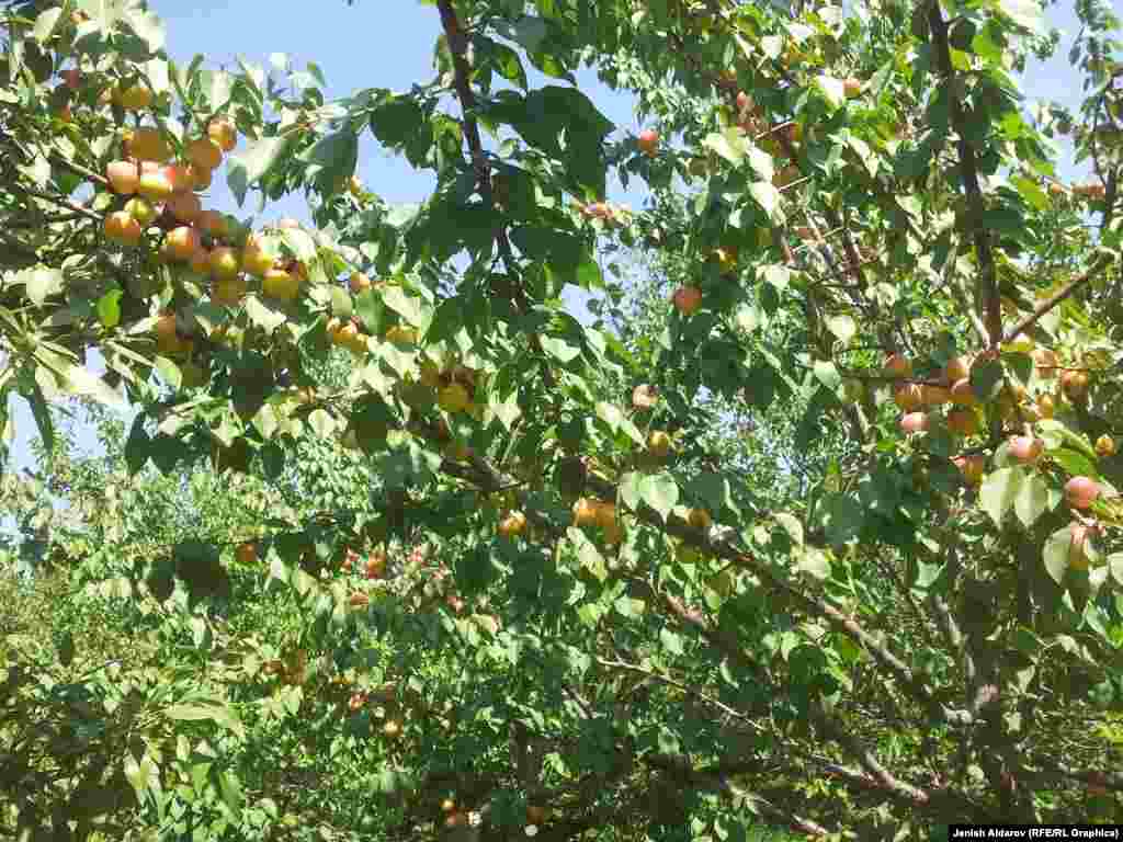 Эски өрүктөрдүн ордуна мол түшүмдүү, базар үчүн көрүнүшү жагымдуу жаңы сорттор тигилген. &nbsp;