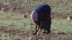 Сельчане решили никуда не уезжать, а разбивать сады на родной земле