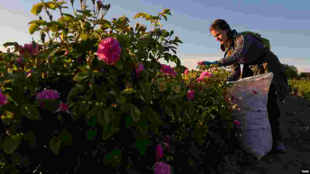 Троянди почали цвісти наприкінці травня. Через холодні ночі та похмуру погоду цьогоріч цвітіння триватиме довше