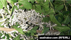 Гусеницы шелкопряда 