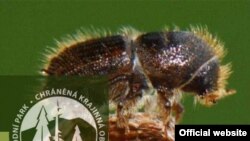 Логотип Национального заповедника "Шумава"