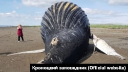 Погибший на Камчатке кит