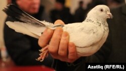 Иллюстратив сурат.