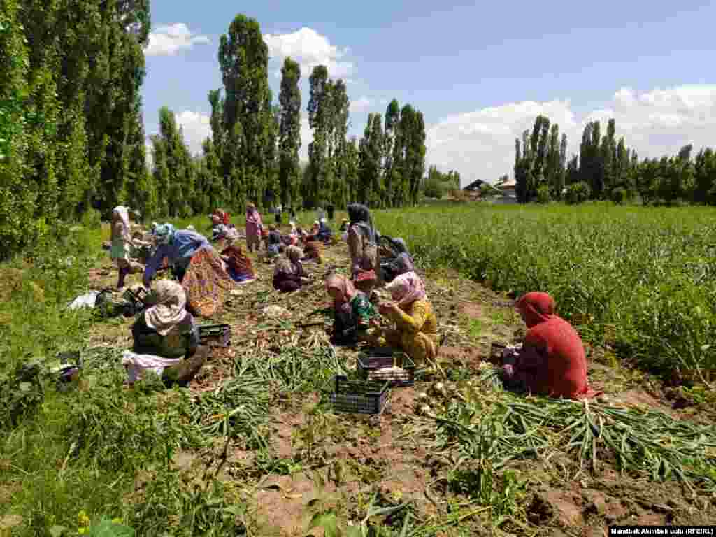Сарымсактын быйылкы түшүмү жакшы. Дыйкандар түшүмдү чогултуп, килограммын 100 сомдон экспортко жөнөтөт.