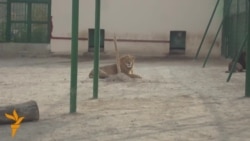 Janly tebigatyň milli muzeýi