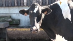 Ферма по-європейськи: троє працівників на 5 тисяч свиней і 150 корів