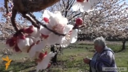 Վերջին օրերի ցրտահարությունը անդառնալի վնասներ է հասցրել գյուղացիներին