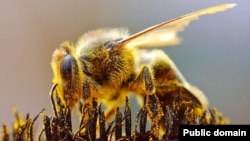 Экологи убеждены, что пчелы не принесут вреда горожанам
