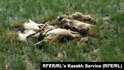 Незахороненные туши мертвых сайгаков недалеко от аула Кабырга Костанайской области. 8 июня 2015 года. 