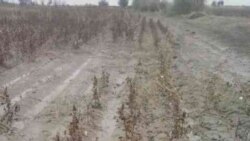 Prezidentiň ogly S. Berdimuhamedowyň ýolbaşçylyk edýän welaýaty ilkinji bolup pagta planyny 'doldy'