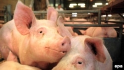 Вспышка свиного гриппа сыграла на руку биржевым "медведям"