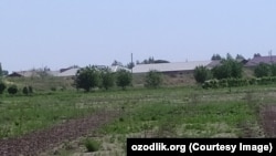 Саженцы, которые так и не выросли.