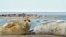Kazakhstan - Caspian seal. Photo - from personal archive
