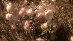 Lebap ýüpek gurçuklaryny zor bilen ýetişdirmek möwsümine girişýär