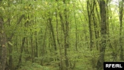 В начале Лесного кодекса говорится о том, что россияне «вправе свободно и бесплатно пребывать в лесах для собственных нужд и осуществлять заготовку плодов, ягод и грибов»