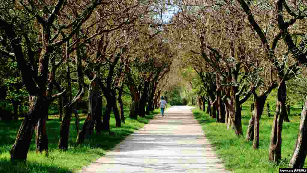 &laquo;Qırım federal universitetiniñ&raquo; Nikolay Bagrov adına nebatat bağçasında terekler gülledi, lâleler ve diger çiçekler açtı. Bu güzel köşege şeerniñ sakinleri ve musafirleri kelmege seveler