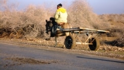 Daşoguz prezidentiň saparyna taýýarlanýar