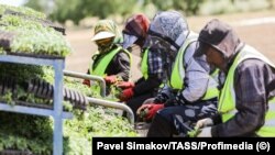 Орусиянын Астрахан облусунда талаада иштеген мигранттар