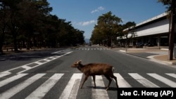 День Земли и пандемия. Животные на опустевших улицах