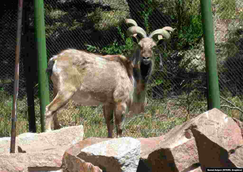 Аркар.&nbsp;Жаныбарлар бул жерге ар түрдүү жолдор менен түшөт. Айрымдарын аңчылык кылгандар алып келсе, кээ бирлерин чет мамлекеттерден башка жаныбарларга алмаштыруу жолдору менен алып келишет. &nbsp;