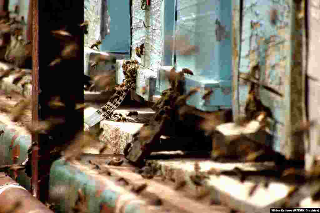 Аарынын уруктары алгач нуслеоско сакталып, алар жетилгенден кийин бал челекке салынат.