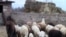 Armenia -- A flock of sheep on a farm in Zvartnots village, January 27, 2010.