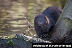 Эўрапейская норка