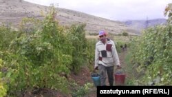 Խաղողի բերքահավաք Հայաստանում, արխիվ