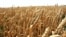 Armenia - A wheat field in Shirak province, 1Aug2012.