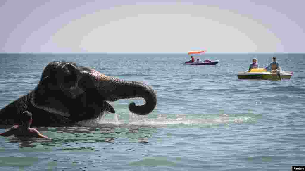 Серпень 2018 року. Слон із пересувного цирку під час купання на центральному пляжі в Євпаторії