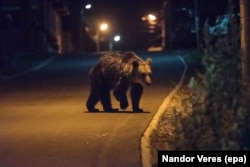A wild brown bear crosses a road in Baile Tusnad in search of food. The tiny Transylvanian town, nestled between the Harghita and Bodoc mountains, is notorious for bear incursions.