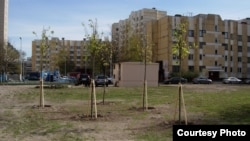 Пять липовых саженцев символизируют единство Крыма с Россией. Снимки Татьяны Вольтской