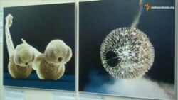 Німецьке посольство презентувало виставку на межі науки та мистецтва