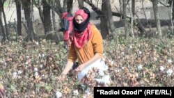 Illýustrasiýa suraty