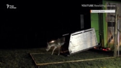 В степу на Одещині поселили куланів та ланей із «Асканії-Нова» (відео)