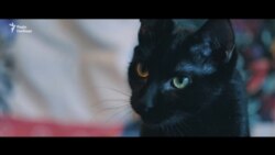 Активісти завели для Олександра Кольченка кота, який чекає на політв’язня в Україні