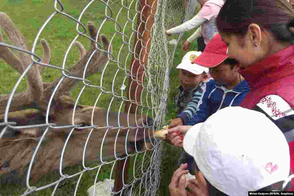 Өлкө боюнча бугу, маралдар байырлаган корук бир гана Нарын облусунда сакталып калган.