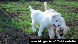 Иллюстративное фото 