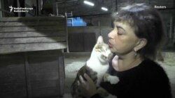Crimean Strays Find Love At A Makeshift Shelter