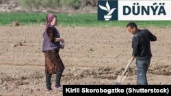 Özbek daýhanlary atyzda işleýär. (arhiw suraty)