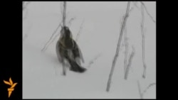 Дар пайи барфи зиёд паррандагон бедон мондаанд