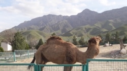 Düýleriň arasynda dörän mama keseli Balkana täzeden dolandy