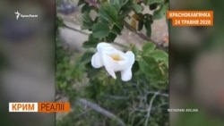 В Криму зникає підземна вода? (відео)