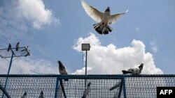 Галубы ў Кашміры, на мяжы Індыі і Пакістану